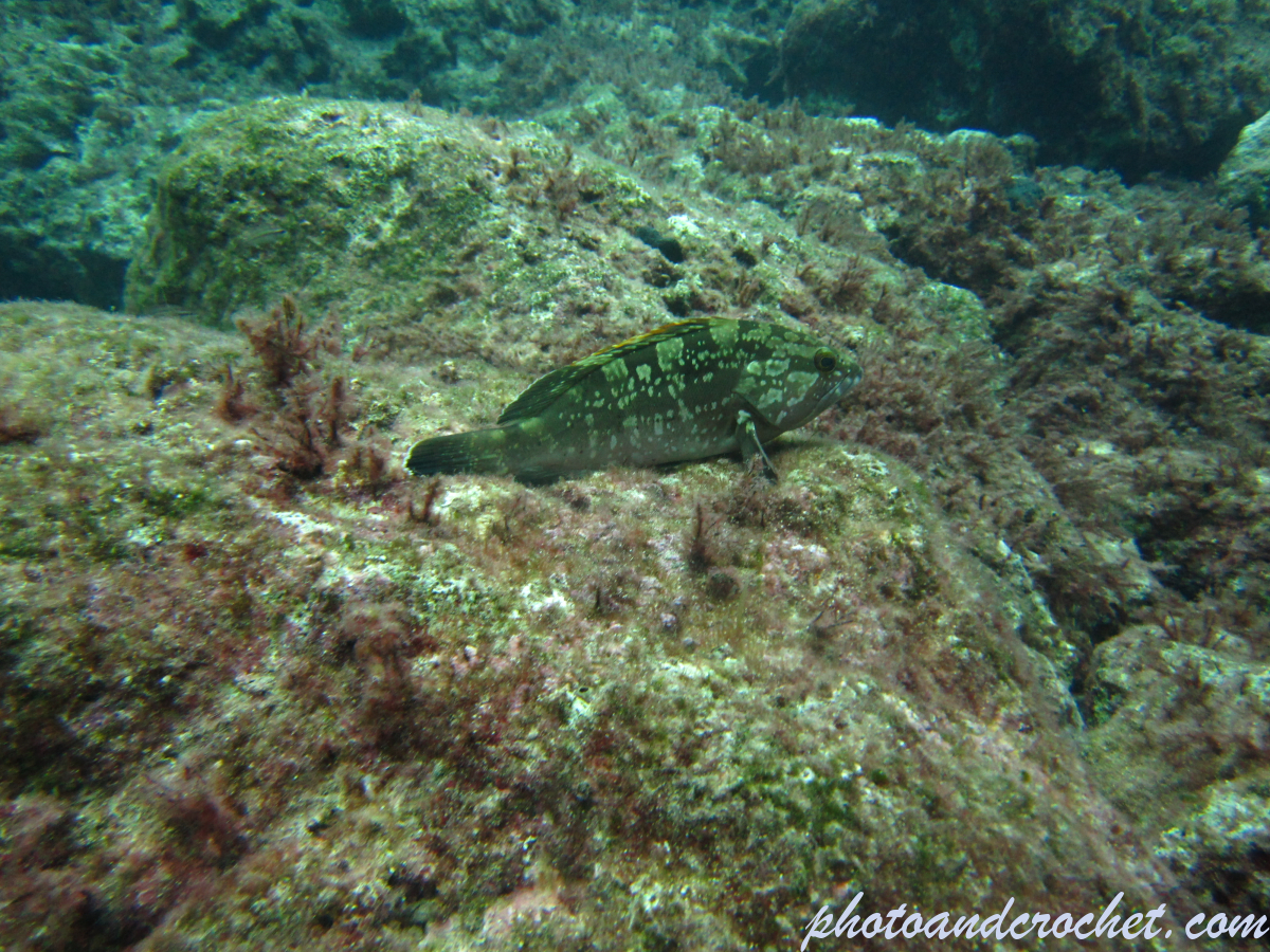 Grouper - Image